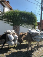 donkeys on the way to the park